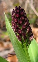 Orchis purpurea (storczyk purpurowy)