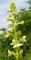 Platanthera chlorantha