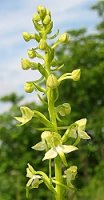 Platanthera chlorantha