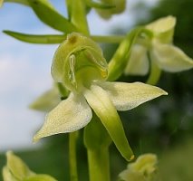 Platanthera chlorantha