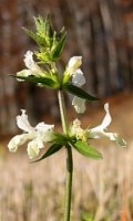 Stachys annua