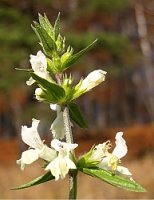 Stachys annua