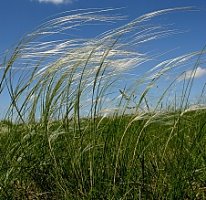 Stipa joannis (ostnica Jana)