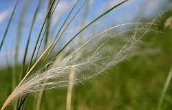 Stipa joannis (ostnica Jana)