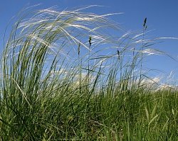 Stipa joannis (ostnica Jana)