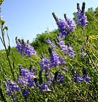 Veronica austriaca