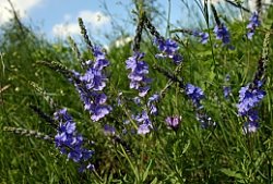 Veronica austriaca