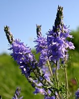 Veronica austriaca