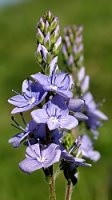 Veronica austriaca