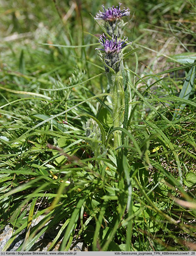 Saussurea pygmaea (saussurea wielkogłowa)