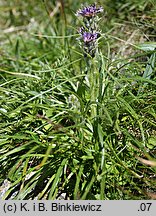 Saussurea pygmaea (saussurea wielkogłowa)