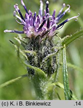 Saussurea pygmaea (saussurea wielkogłowa)