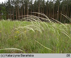 Stipa borysthenica (ostnica piaskowa)