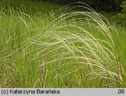 Stipa borysthenica (ostnica piaskowa)