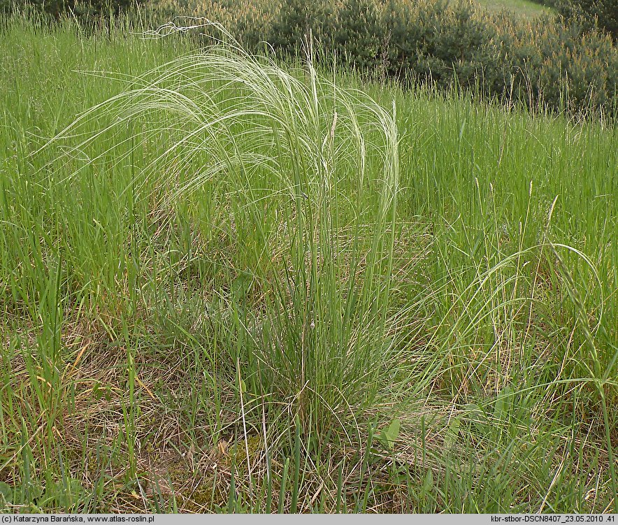 Stipa borysthenica (ostnica piaskowa)