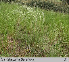 Stipa borysthenica (ostnica piaskowa)