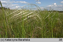 Stipa borysthenica (ostnica piaskowa)