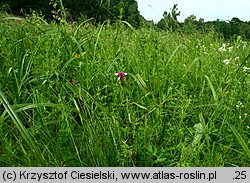 Melampyrum cristatum (pszeniec grzebieniasty)