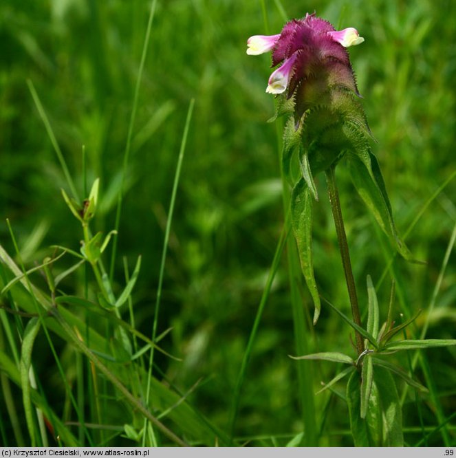 Melampyrum cristatum (pszeniec grzebieniasty)