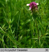 Melampyrum cristatum (pszeniec grzebieniasty)