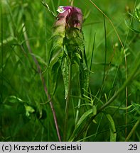 Melampyrum cristatum (pszeniec grzebieniasty)