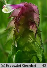 Melampyrum cristatum (pszeniec grzebieniasty)