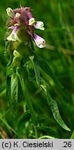 Melampyrum cristatum (pszeniec grzebieniasty)