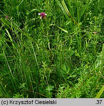 Melampyrum cristatum (pszeniec grzebieniasty)