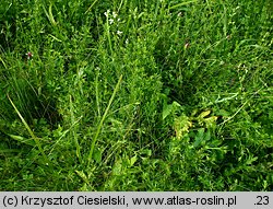 Melampyrum cristatum (pszeniec grzebieniasty)