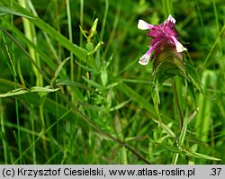 Melampyrum cristatum (pszeniec grzebieniasty)