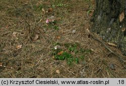 Pulsatilla vernalis (sasanka wiosenna)