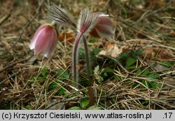 Pulsatilla vernalis (sasanka wiosenna)