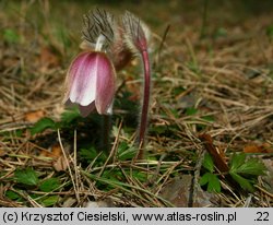 Pulsatilla vernalis (sasanka wiosenna)