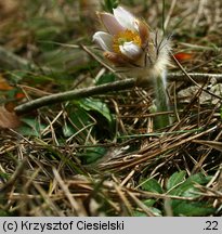 Pulsatilla vernalis (sasanka wiosenna)