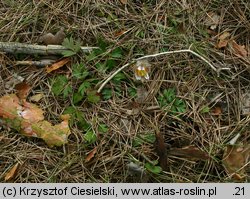 Pulsatilla vernalis (sasanka wiosenna)