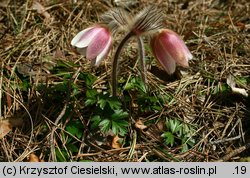 Pulsatilla vernalis (sasanka wiosenna)