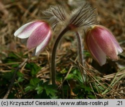 Pulsatilla vernalis (sasanka wiosenna)