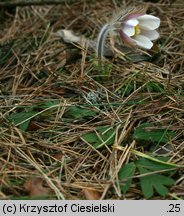 Pulsatilla vernalis (sasanka wiosenna)