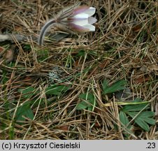 Pulsatilla vernalis (sasanka wiosenna)