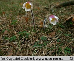 Pulsatilla vernalis (sasanka wiosenna)