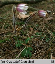 Pulsatilla vernalis (sasanka wiosenna)