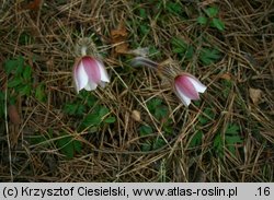 Pulsatilla vernalis (sasanka wiosenna)