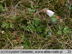 Pulsatilla vernalis (sasanka wiosenna)