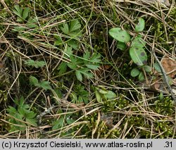 Pulsatilla vernalis (sasanka wiosenna)