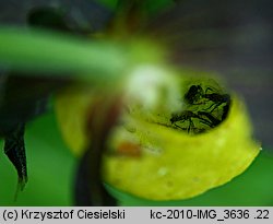 Cypripedium calceolus (obuwik pospolity)