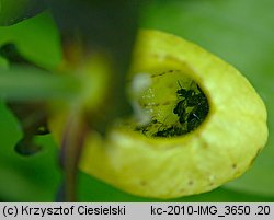 Cypripedium calceolus (obuwik pospolity)