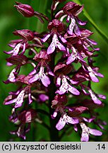 Orchis ×hybrida