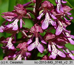 Orchis ×hybrida