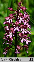 Orchis ×hybrida