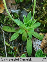 Androsace obtusifolia (naradka tępolistna)